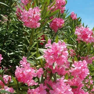 Oleander różowy