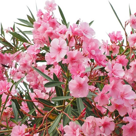 Oleander różowy