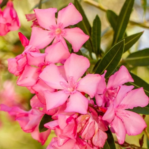 Oleander różowy