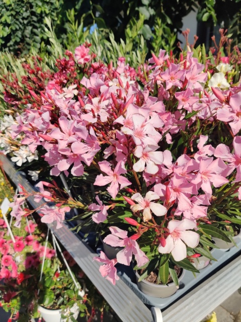 Sadzonki Oleander różowy