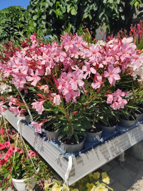 Sadzonki Oleander różowy