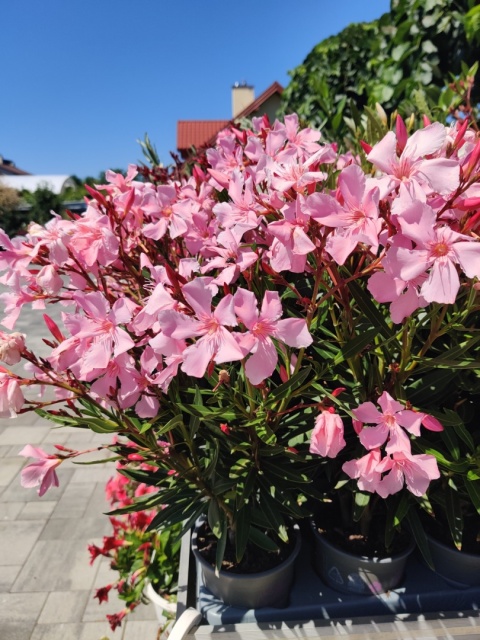 Sadzonki Oleander różowy