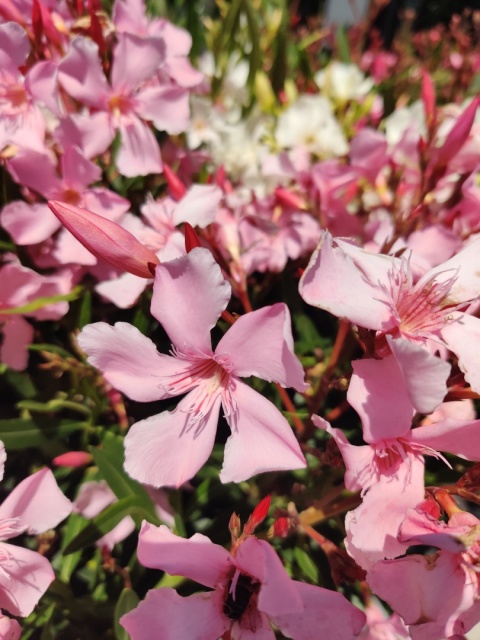 Sadzonki Oleander różowy