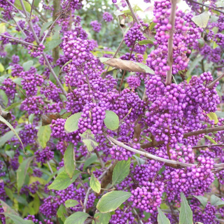Pięknotka Bodiniera 'Profusion'