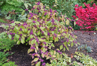 Pięknotka Bodiniera 'Profusion'