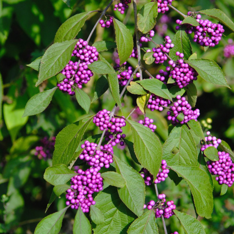 Pięknotka Bodiniera 'Profusion' Pięknotka Bodiniera 'Profusion'