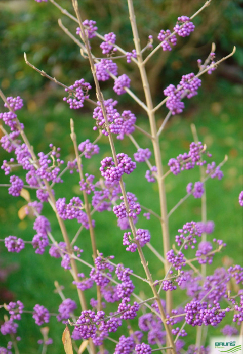 Pięknotka Bodiniera 'Profusion' Pięknotka Bodiniera 'Profusion'