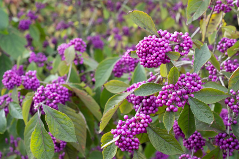 Pięknotka Bodiniera 'Profusion'