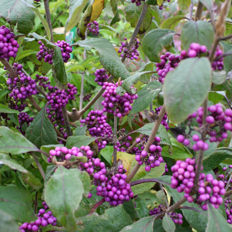 Pięknotka Bodiniera 'Profusion'