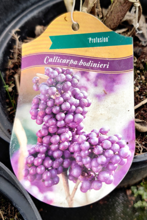 Sadzonki Pięknotka Bodiniera 'Profusion'