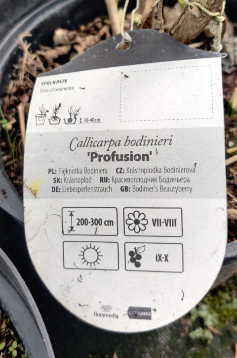 Sadzonki Pięknotka Bodiniera 'Profusion'