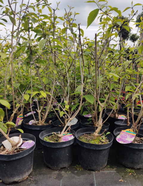 Sadzonki Pięknotka Bodiniera 'Profusion'