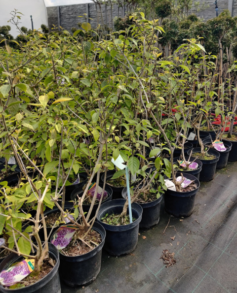Sadzonki Pięknotka Bodiniera 'Profusion'