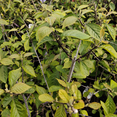 Sadzonki Pięknotka Bodiniera 'Profusion'