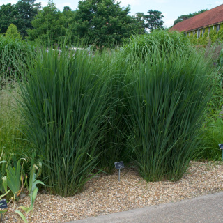 Proso rózgowate ‘Northwind’