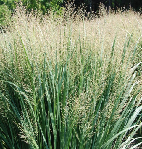 Proso rózgowate ‘Northwind’
