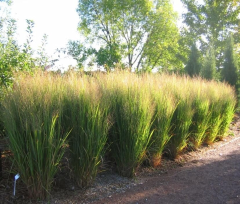 Proso rózgowate ‘Northwind’