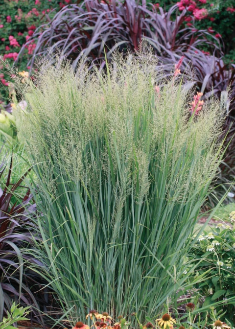 Proso rózgowate ‘Northwind’