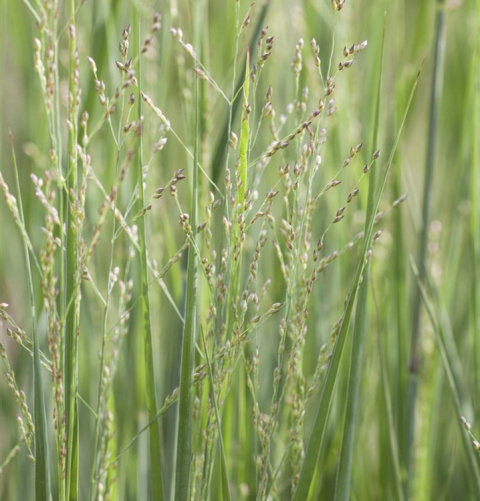 Proso rózgowate ‘Northwind’