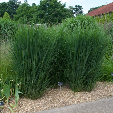 Proso rózgowate ‘Northwind’