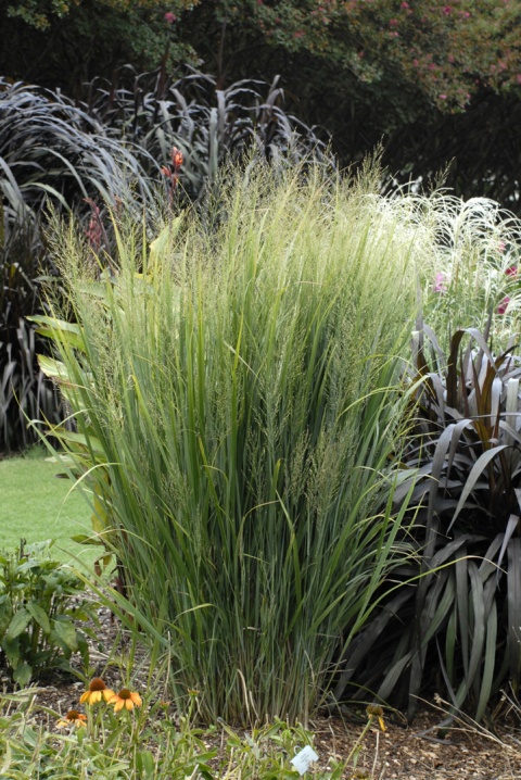 Proso rózgowate ‘Northwind’