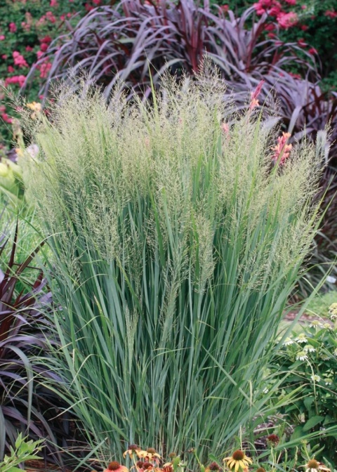 Proso rózgowate ‘Northwind’