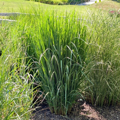 Proso rózgowate ‘Northwind’