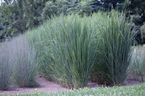 Proso rózgowate ‘Northwind’