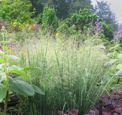Proso rózgowate ‘Northwind’
