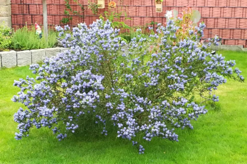 Prusznik 'Victoria'