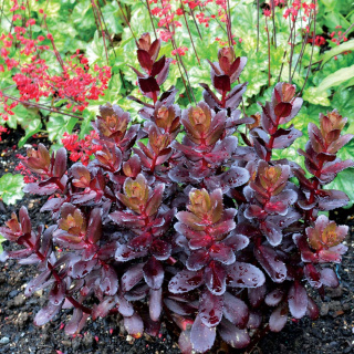 Rozchodnik 'Touchdown Teak'