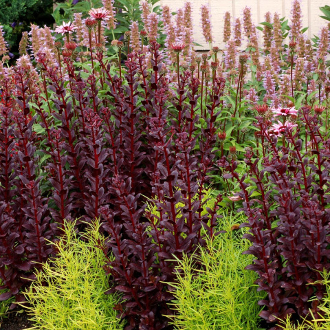 Rozchodnik 'Touchdown Teak'