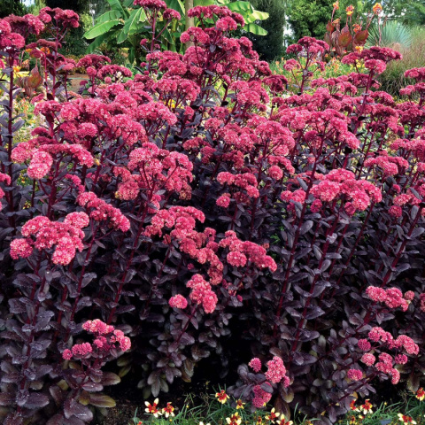Rozchodnik 'Touchdown Teak'