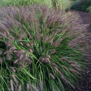 Rozplenica japońska 'Black Beauty'
