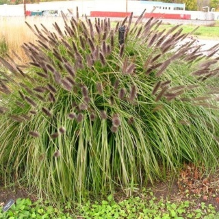 Rozplenica japońska 'Black Beauty'