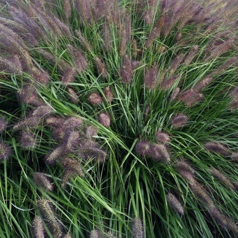 Rozplenica japońska 'Black Beauty'