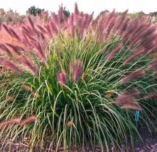 Rozplenica japońska 'Red Head'