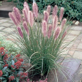 Rozplenica japońska 'Red Head'