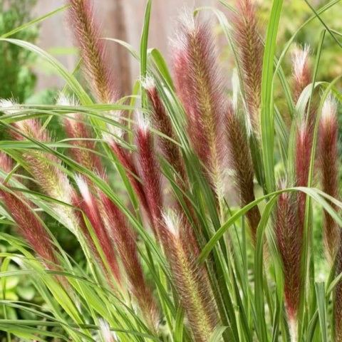 Rozplenica japońska 'Red Head'