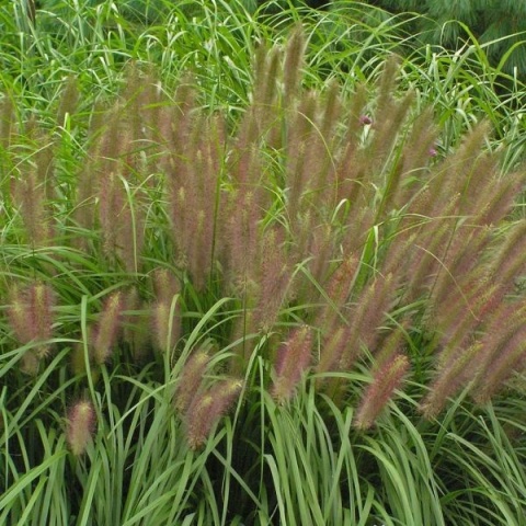 Rozplenica japońska 'Red Head'