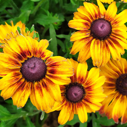 Rudbekia 'SmileyZ™ Giggling' Rudbekia 'SmileyZ™ Giggling'