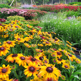 Rudbekia 'SmileyZ™ Giggling'