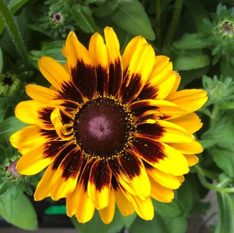 Rudbekia 'SmileyZ™ Giggling' Rudbekia 'SmileyZ™ Giggling'
