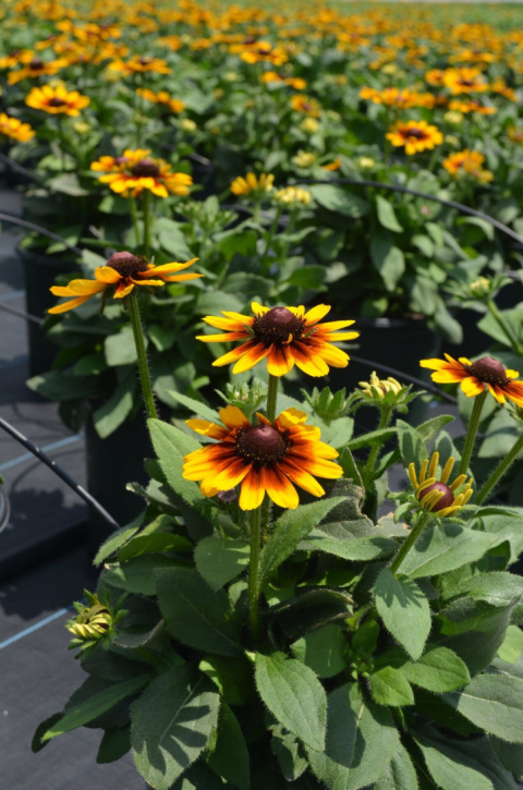 Rudbekia 'SmileyZ™ Giggling' Rudbekia 'SmileyZ™ Giggling'