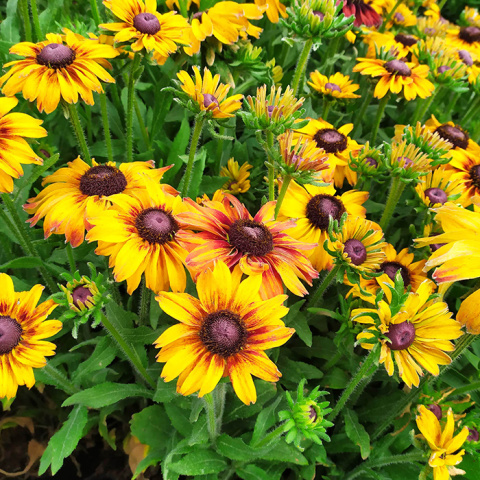 Rudbekia 'SmileyZ™ Giggling' Rudbekia 'SmileyZ™ Giggling'