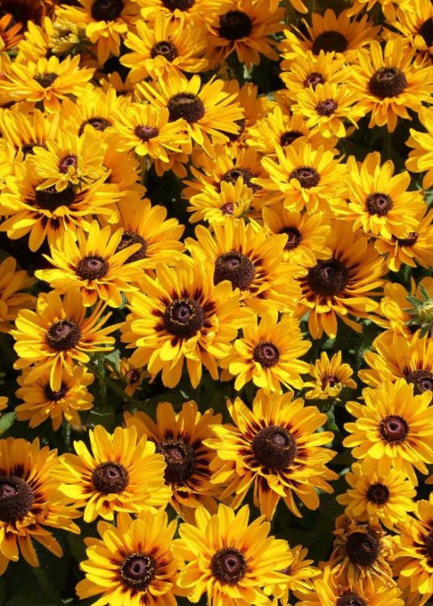 Rudbekia 'SmileyZ™ Giggling' Rudbekia 'SmileyZ™ Giggling'