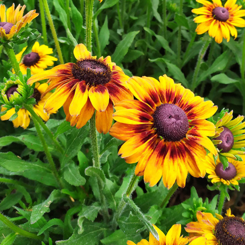 Rudbekia 'SmileyZ™ Giggling' Rudbekia 'SmileyZ™ Giggling'