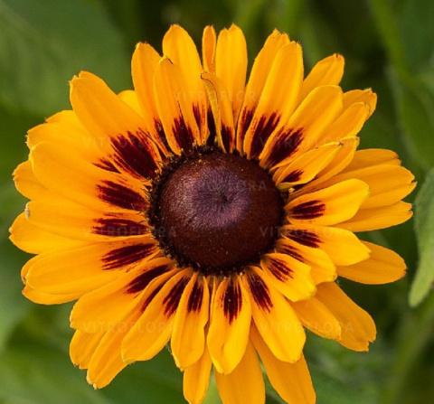 Rudbekia 'SmileyZ™ Giggling' Rudbekia 'SmileyZ™ Giggling'