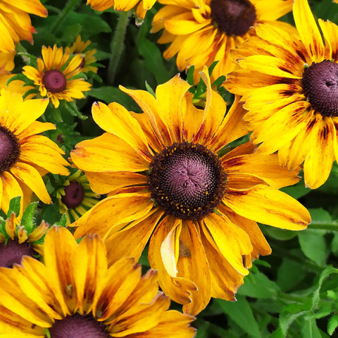 Rudbekia 'SmileyZ™ Giggling' Rudbekia 'SmileyZ™ Giggling'