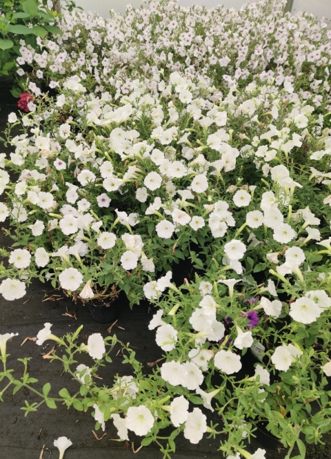 Sadzonki Supertunia Vista® - Snowdrift i Silverberry Sadzonki Supertunia Vista® - Snowdrift i Silverberry